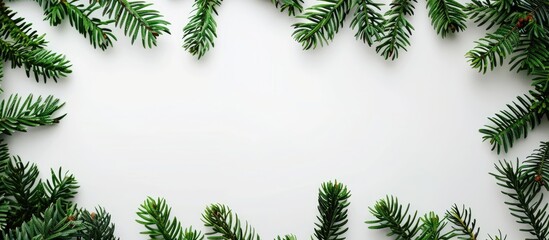 Poster - Top view of green fir branches creating a Christmas background on a white backdrop with a frame and copy space image