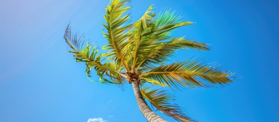 Aufkleber - Wind swaying a vibrant palm tree against a clear blue sky backdrop on a bright and breezy day ideal for a copy space image