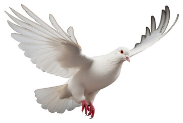 Poster - PNG White pigeon animal flying bird.