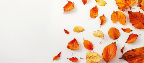 Poster - Multicolored autumn leaves isolated on a white background with a falling orange leaf top view with copy space image for an autumn themed backdrop