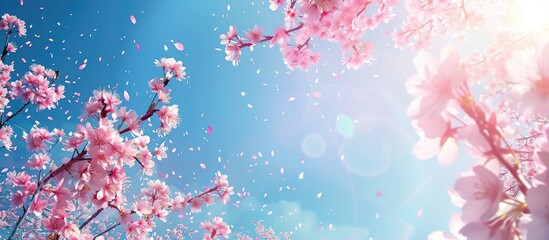 Poster - Cherry blossom branches against a sunny blue sky providing copy space image