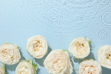 Beautiful rose flowers in water on light blue background, top view. Space for text