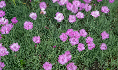 Canvas Print - field of dianthus