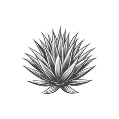 agave engraving hand drawn illustration vector