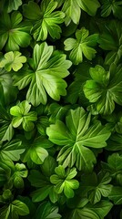 Poster - Unique Botanical Pattern of Tiarella Leaves Shaped Like Sorrel in Natural Setting