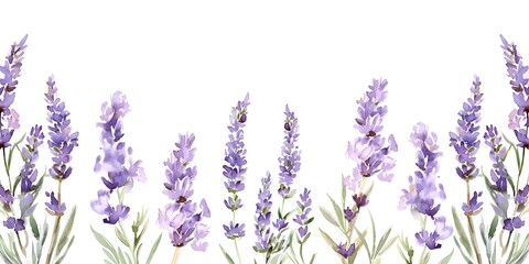 Wall Mural - Watercolor lavender flowers on a white background perfect for wedding or birthday invitations. Concept Lavender Flowers, Watercolor Art, Wedding Invitations, Birthday Invitations, White Background