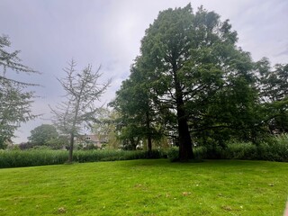 Wall Mural - Picturesque view of trees and green grass