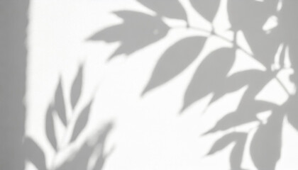 Wall Mural - abstract shadow of leaves on a white wall overlay effect for photo mock up product wall art design presentation