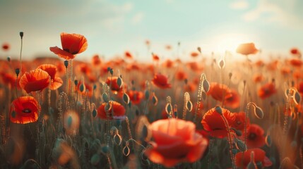 Wall Mural - Poppy Field at Sunset.