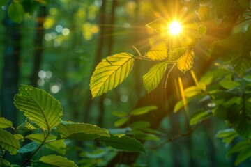 Sticker - Sunlit Leaves in the Forest