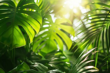 Wall Mural - Lush Tropical Foliage with Sunlight Filtering Through