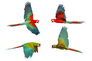 Wall Mural - Colorful flying Green Wing Macaw and Military Macaw isolated on transparent background. Set of Macaw parrot