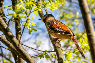 Wall Mural - A spotted laughingthrush, Ianthocincla ocellata, perched in a tree, . Endemic to Bhutan, China, India, Myanmar, and Nepal. Its natural habitat is subtropical or tropical moist forests