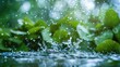 © 69 - Close-up of water droplets splashing, with a backdrop of green nature leaves, pure and natural.