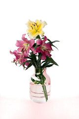 Poster - beautiful pink and red lilies in the garden close up