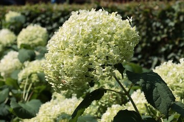 Wall Mural - white,big flowers of hydrangea plant in the garden