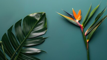 Wall Mural - Close up shot of Bird of Paradise flower on green tropical leaf with text space