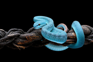 Wall Mural - Blue pit viper in dark background