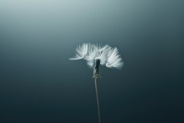 Wall Mural - Delicate Dandelion Seed Floating in the Air