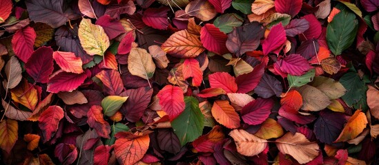 Sticker - Capture a stunning autumn landscape photograph with vividly colored leaves in shades of burgundy red and green creating a beautiful carpet like pattern in the mixed forests Ideal for a copy space ima