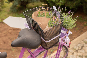 Old bicycle basket full of lavender 