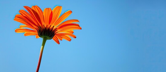 Sticker - Bright orange daisy blooming beautifully against a clear blue sky creating a tranquil and picturesque scene with copy space image