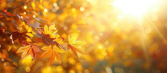 Sticker - autumn maple leaves glowing in the sunlight with an attractive copy space image