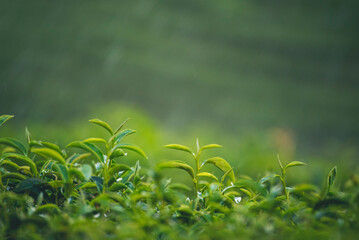 Wall Mural - Green tea tree field Garden water hose landscape. Organic farm tender bud herbal Green tea tree in camellia sinensis watering. Close up Fresh Tree tea plantation mountain green nature in herbal farm