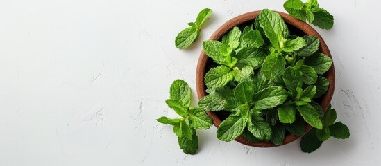 Wall Mural - Fresh green mint in a clay bowl on a white background with copy space image