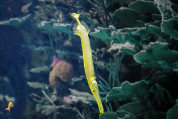 Wall Mural - Yellow trumpet fish