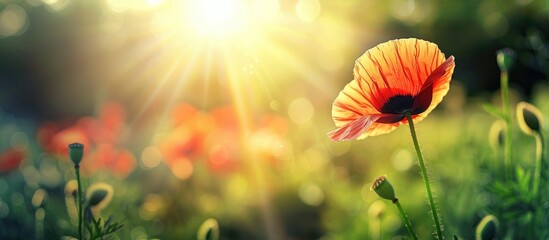 Poster - Morning sunlight illuminates a red poppy flower with a blurred background providing ample copy space in the image