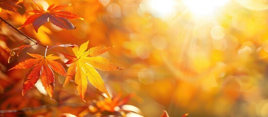 Sticker - autumn maple leaves glowing in the sunlight with an attractive copy space image
