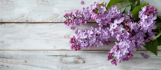 Sticker - A bunch of lilac flowers on a white wooden backdrop with copy space image