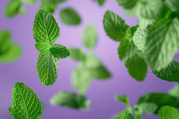 Fresh Green Mint Leaves on Vibrant Purple Background   Vibrant Herbal Foliage