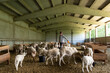 © Esther Pueyo - Female shepherd working in a sheep stable.