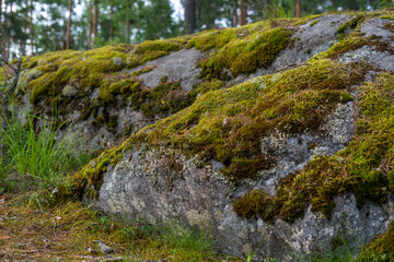 moss on stone