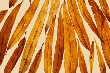 Wall Mural - Natural autumn pattern from yellow red leaves with water drops on beige background. Beautiful autumnal textured background, closeup fall leaf top view, nature texture, macro photo, botanical