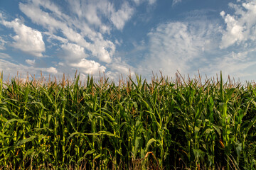 Wall Mural - Farmland on the Isle of Wight with a field of corn crops under a blue sky