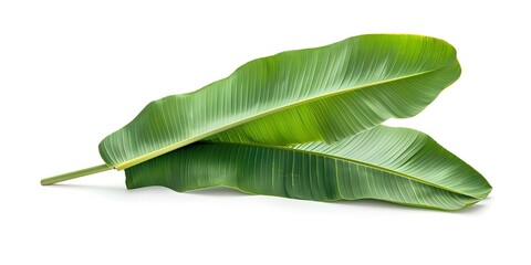 Wall Mural - Isolated green banana leaf on white background with clipping path. Concept Products, Food, Greenery, Isolation, Clipping Path