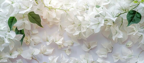 Aufkleber - White bougainvillea flowers adorn the image with ample copy space to create a peaceful and elegant aesthetic.