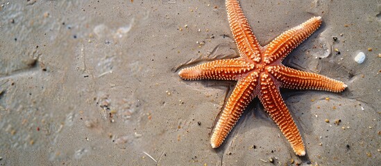 Aufkleber - A sea star lying on the sandy beach with available copy space image.