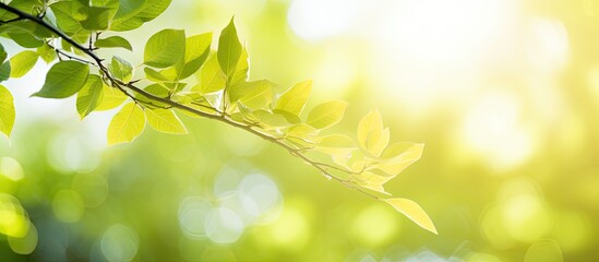 Poster - Bright summer sunlight creates an abstract blurred foliage bokeh background, ideal for a copy space image.