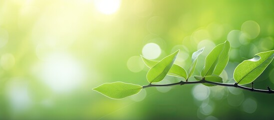 Fototapete - Blurry bokeh background featuring a green leaf with copy space image for a fresh, abstract, natural backdrop.