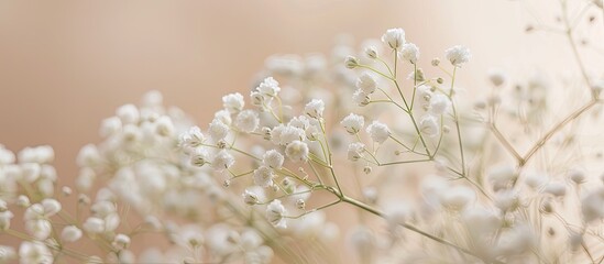 Poster - A close-up of white gypsophila or baby's breath flowers on a beige backdrop with selective focus, providing an ideal copy space image.