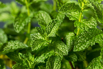 Wall Mural - Raw Organic Green Mint Leaves