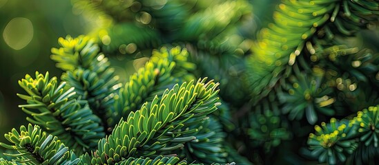 Fototapete - Close-up of araucaria leaves with copy space for text or images in the background.