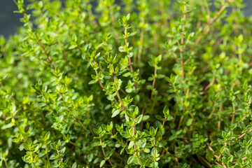 Wall Mural - Raw Organic Green Thyme Leaves