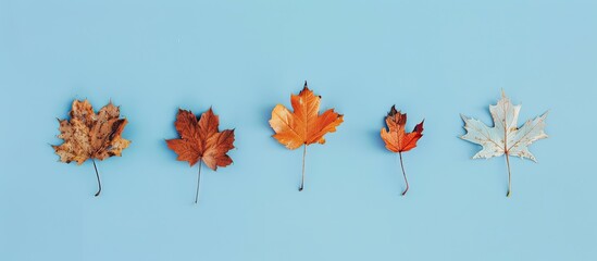 Poster - Autumn-colored maple leaves dried and arranged on a light blue backdrop with copy space image available.