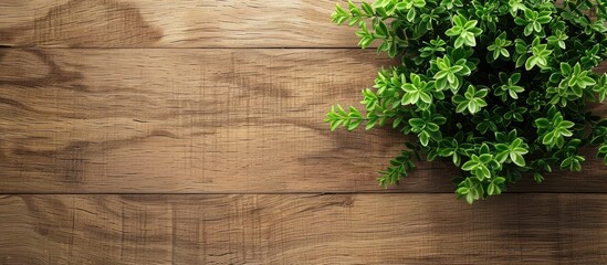 Aufkleber - Background material featuring a green plant and wood grain with ample copy space for images.