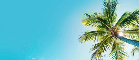 Poster - Clear blue sky in the background with a palm tree, ideal for adding text or images (copy space image).